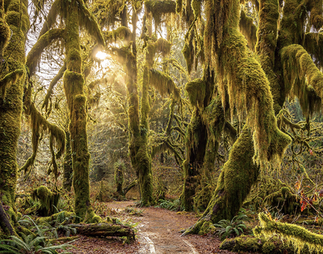 Elope in Hoh Rainforest in Olympic National Park