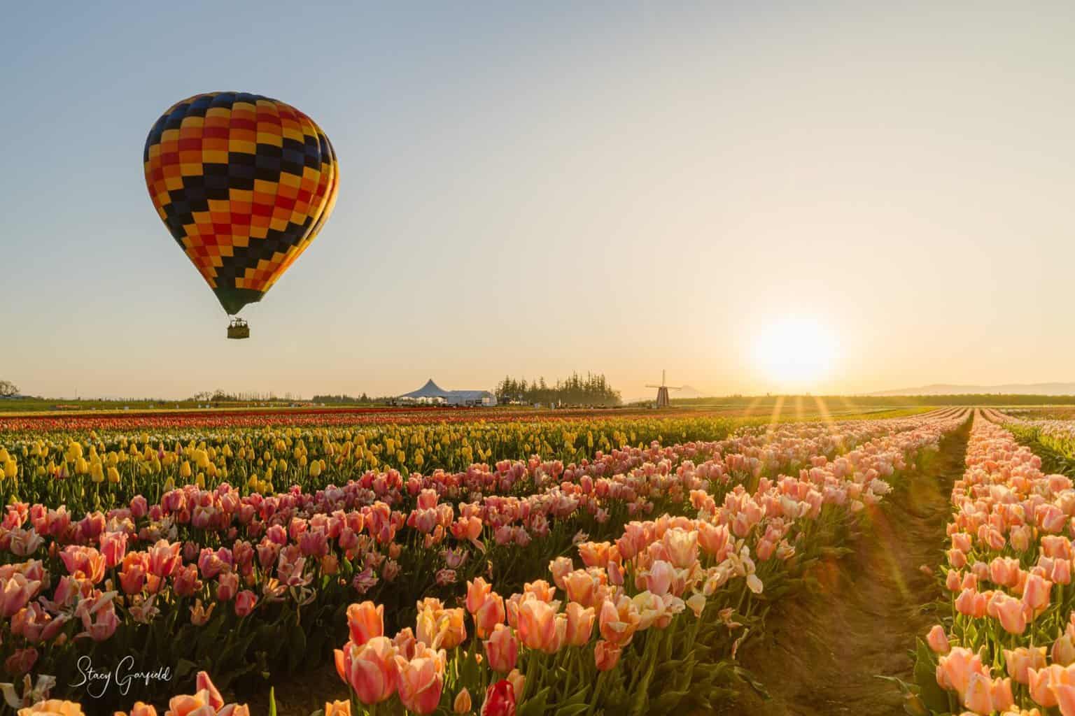 Hot Air Ballon ride over Oregon tulip fields at sunrise for your adventure elopement
