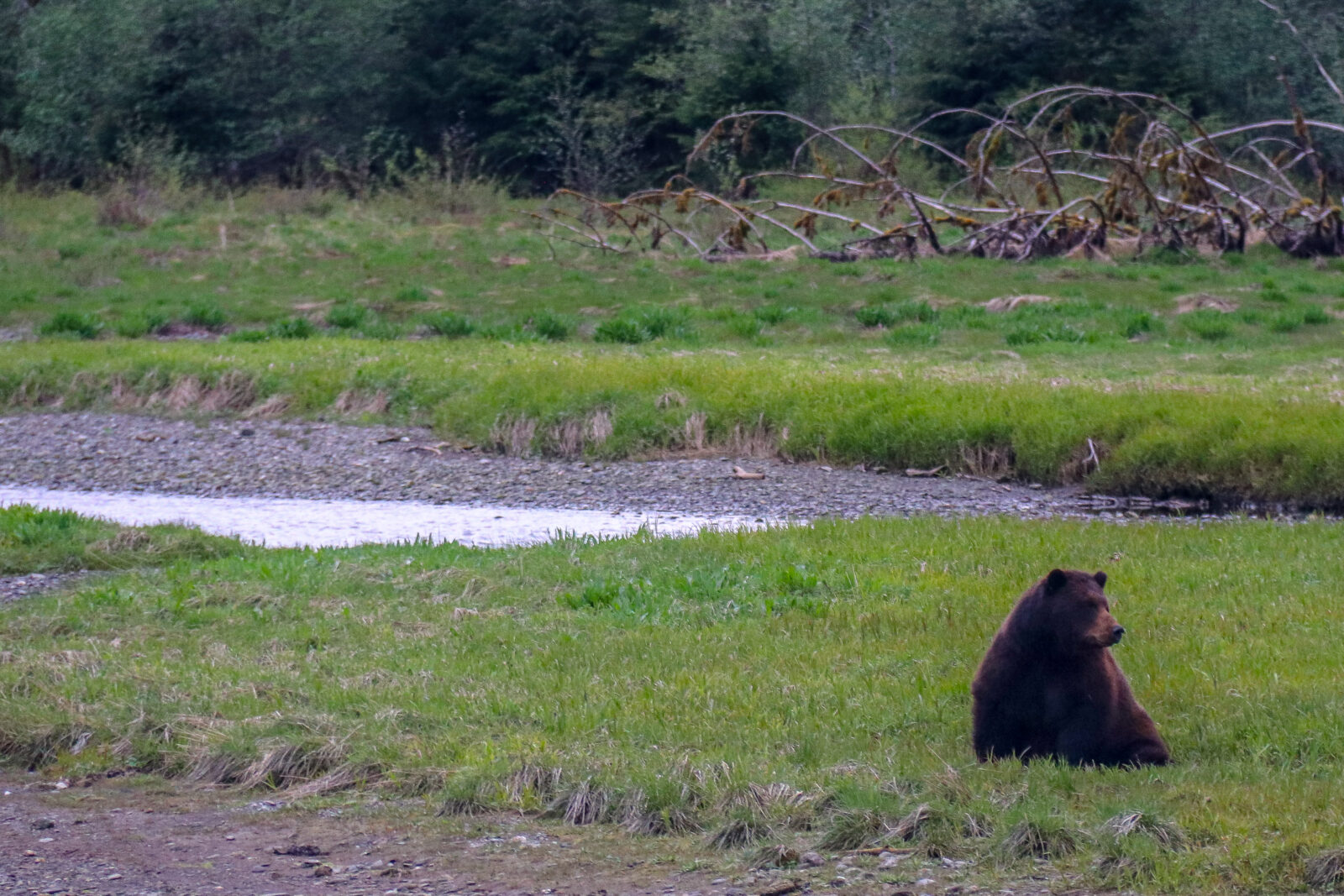 Watch bears during your elopement in Alaska